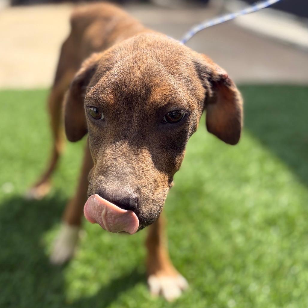 Enlarge Shepherd/Lab Boys, a Adoptable mixed breed in Chickamauga, GA image 2/4
