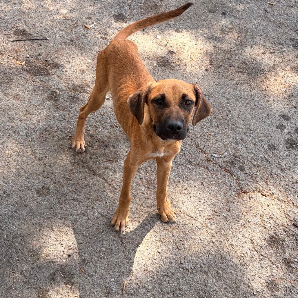 Enlarge Shepherd/Lab Boys, a Adoptable mixed breed in Chickamauga, GA image 3/4