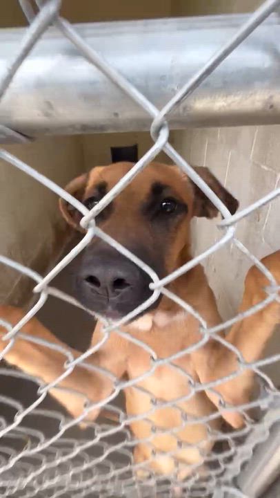 Enlarge Shepherd/Lab Boys, a Adoptable mixed breed in Chickamauga, GA video 4/4
