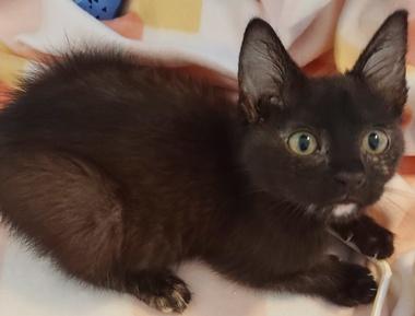 Enlarge Violet A, an adopted Domestic Short Hair in Fair Oaks, CA image 2/3