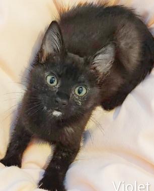 Enlarge Violet A, an adopted Domestic Short Hair in Fair Oaks, CA image 1/3