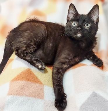 Enlarge Violet A, an adopted Domestic Short Hair in Fair Oaks, CA image 3/3