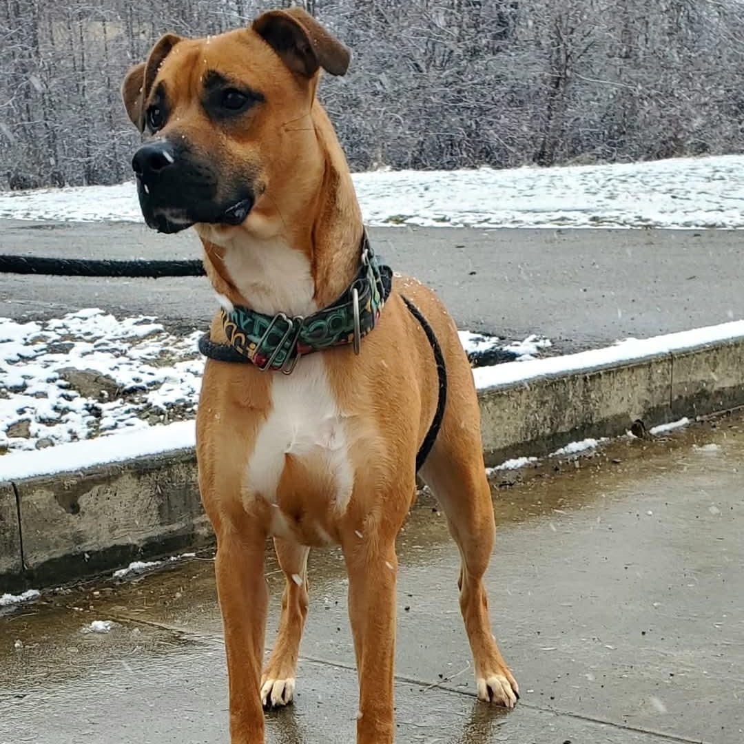 Rufus photo 2