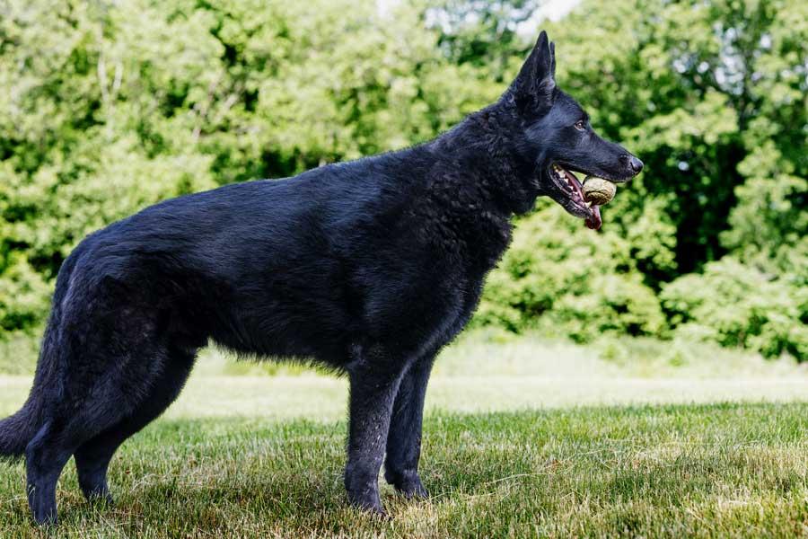 Enlarge Teddy, a ADOPTABLE German Shepherd Dog in Wayland, MA image 2/6