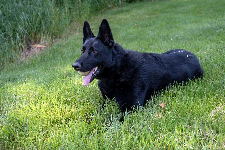 Enlarge Teddy, a ADOPTABLE German Shepherd Dog in Wayland, MA image 4/6