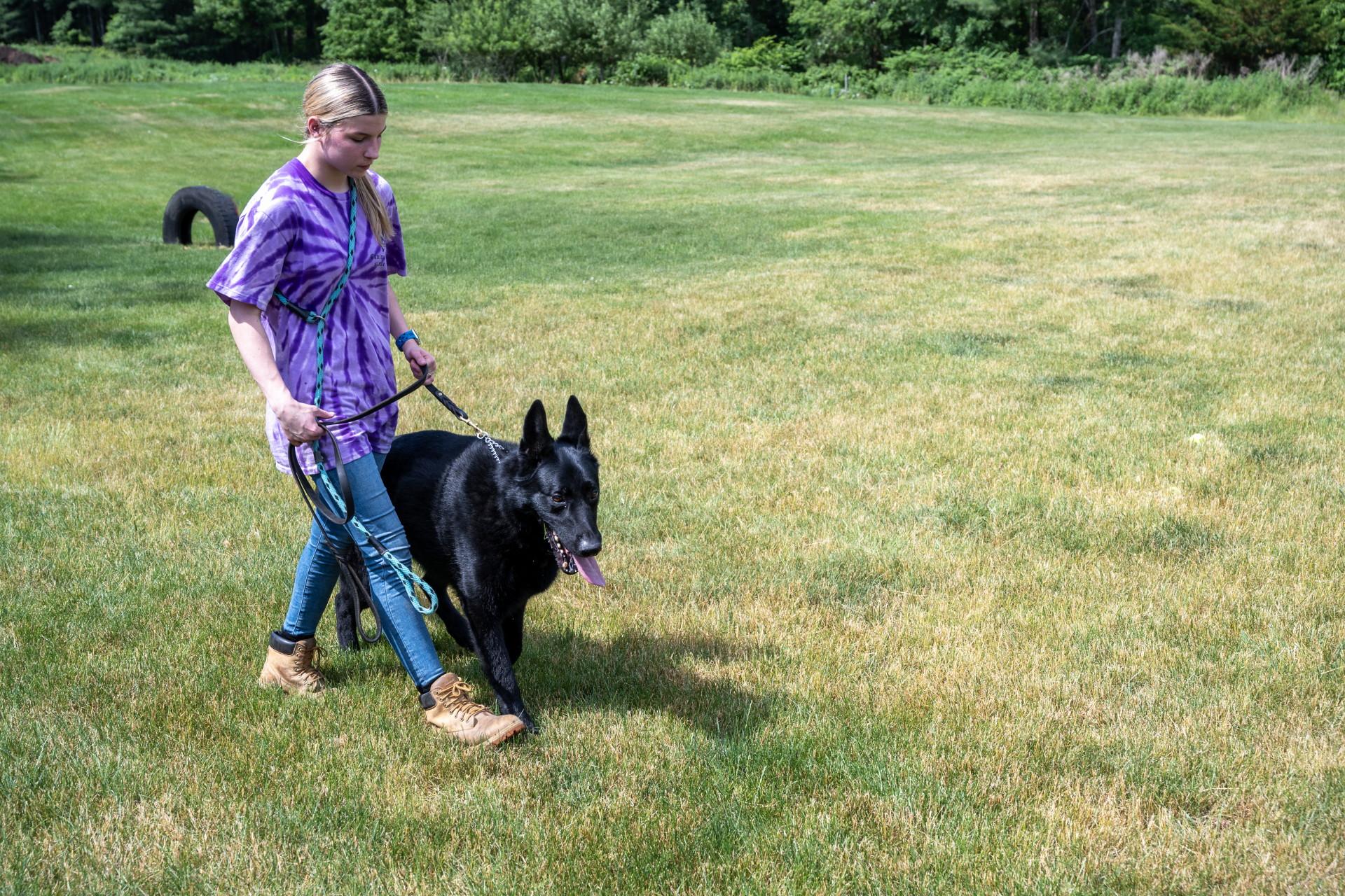 Enlarge Teddy, a ADOPTABLE German Shepherd Dog in Wayland, MA image 6/6