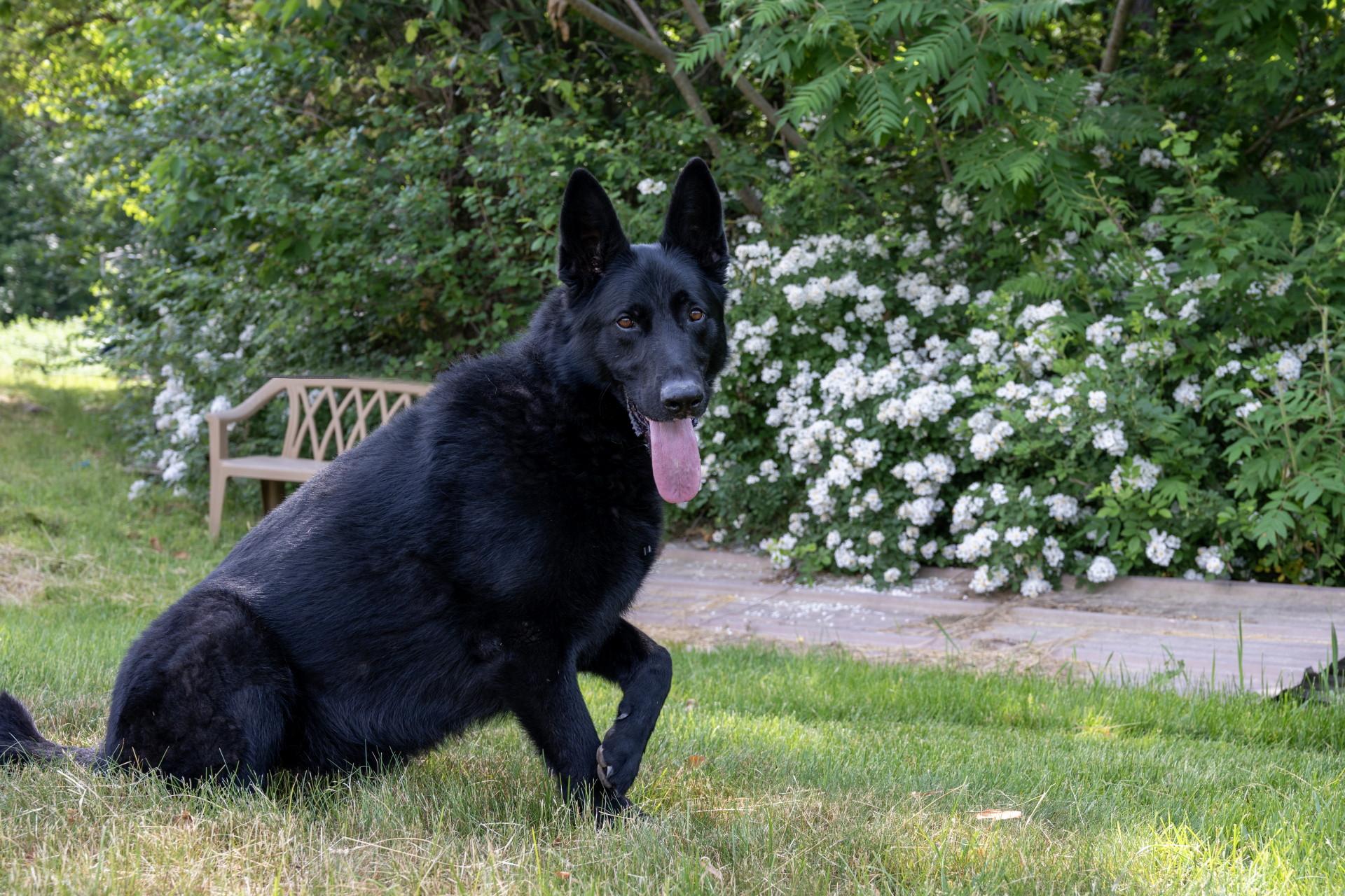 Enlarge Teddy, a ADOPTABLE German Shepherd Dog in Wayland, MA image 5/6