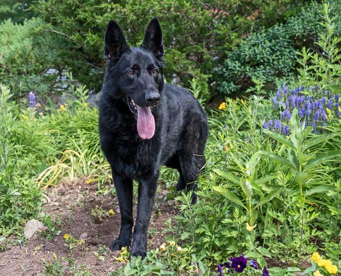 Enlarge Teddy, a ADOPTABLE German Shepherd Dog in Wayland, MA image 3/6