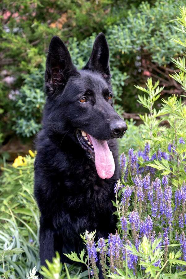 Enlarge Teddy, a ADOPTABLE German Shepherd Dog in Wayland, MA image 1/6