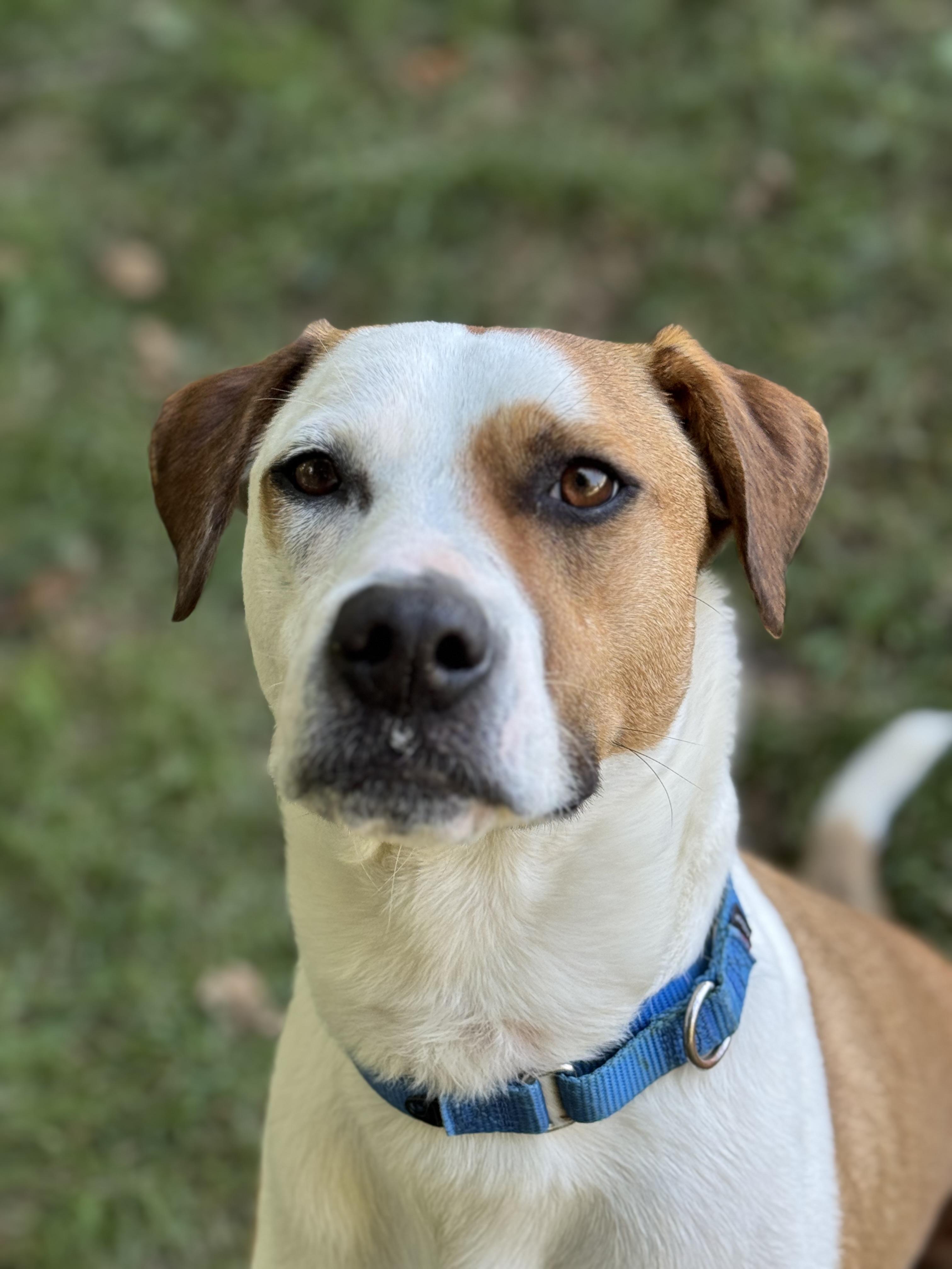Enlarge Nelly, a Adoptable mixed breed in St Catharines, ON image 2/6