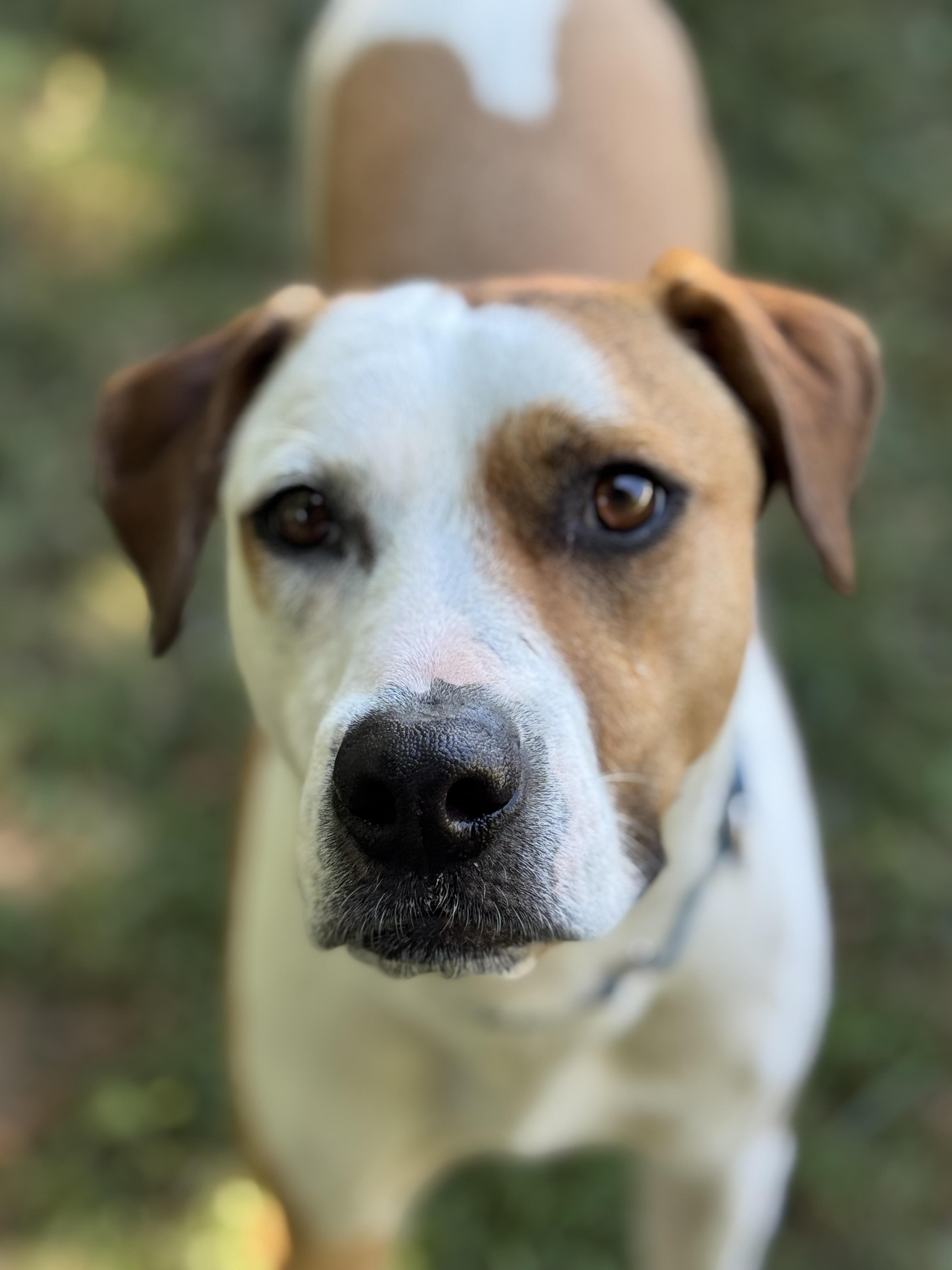 Enlarge Nelly, a Adoptable mixed breed in St Catharines, ON image 1/6