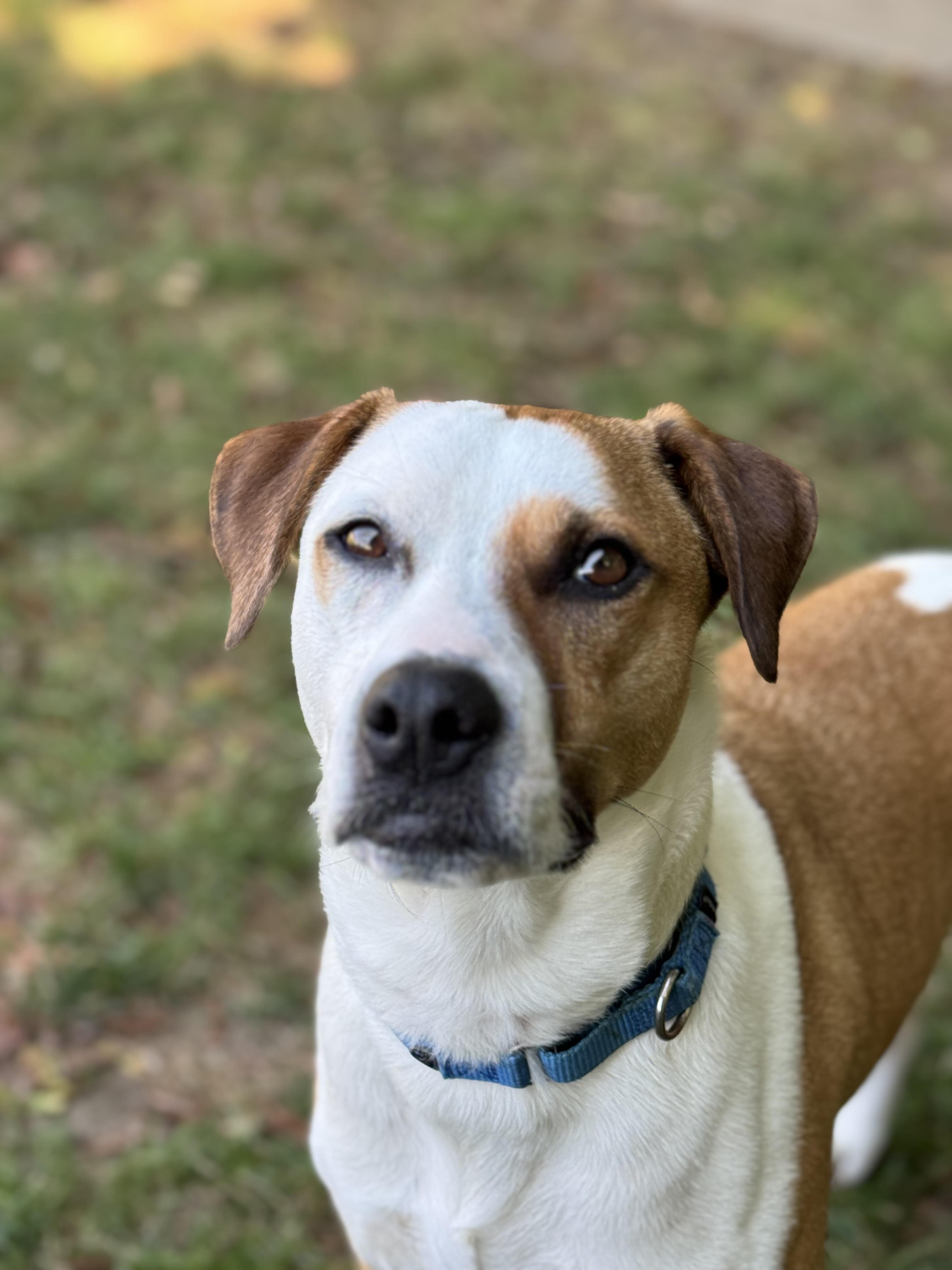 Enlarge Nelly, a Adoptable mixed breed in St Catharines, ON image 4/6