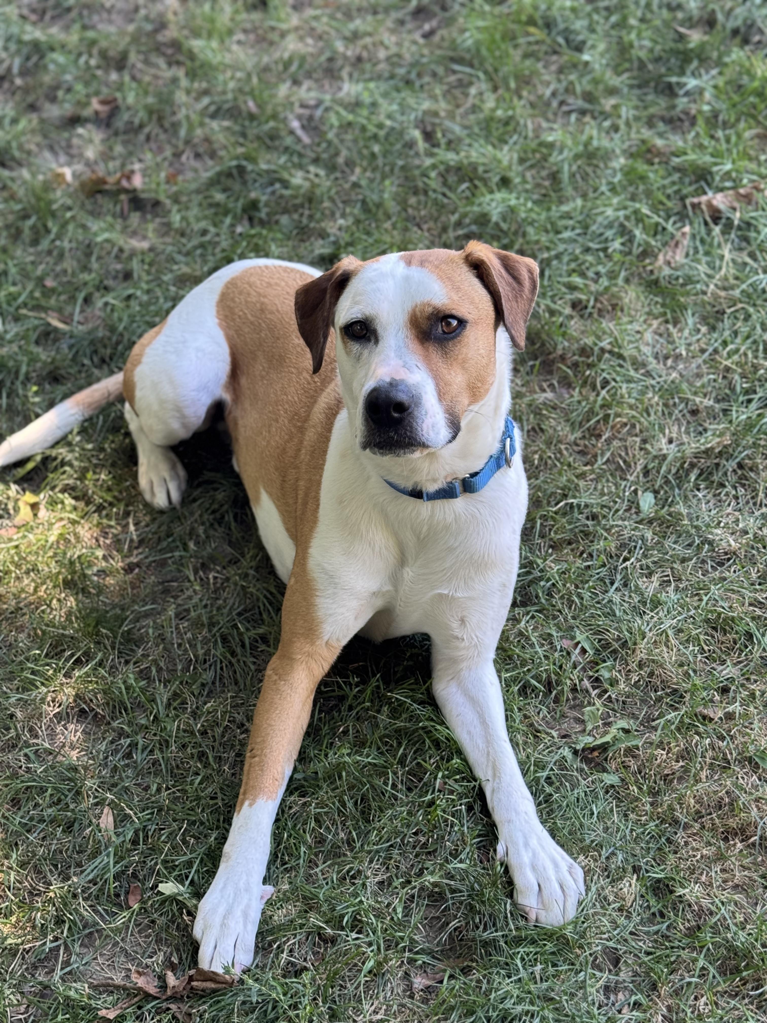Enlarge Nelly, a Adoptable mixed breed in St Catharines, ON image 5/6