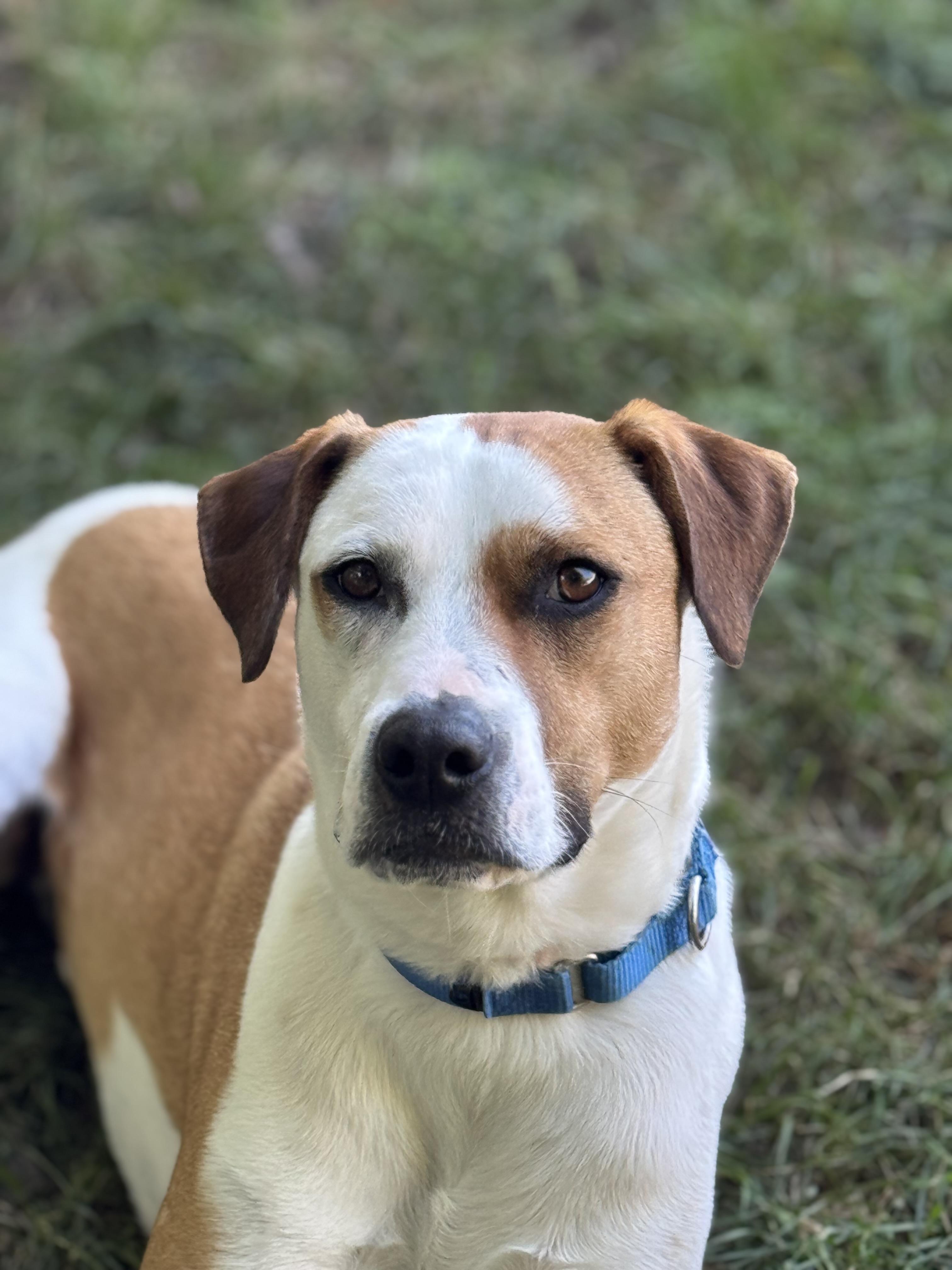 Enlarge Nelly, a Adoptable mixed breed in St Catharines, ON image 6/6