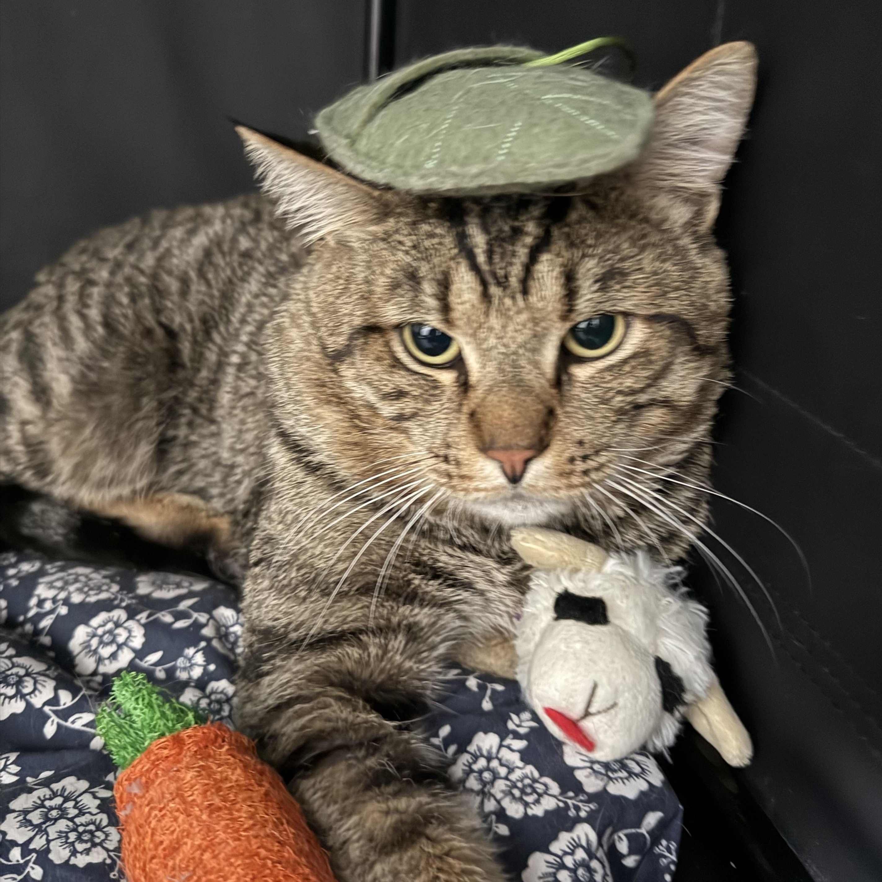 Jerry, a ADOPTABLE Tabby in Walnut, CA image 3/6