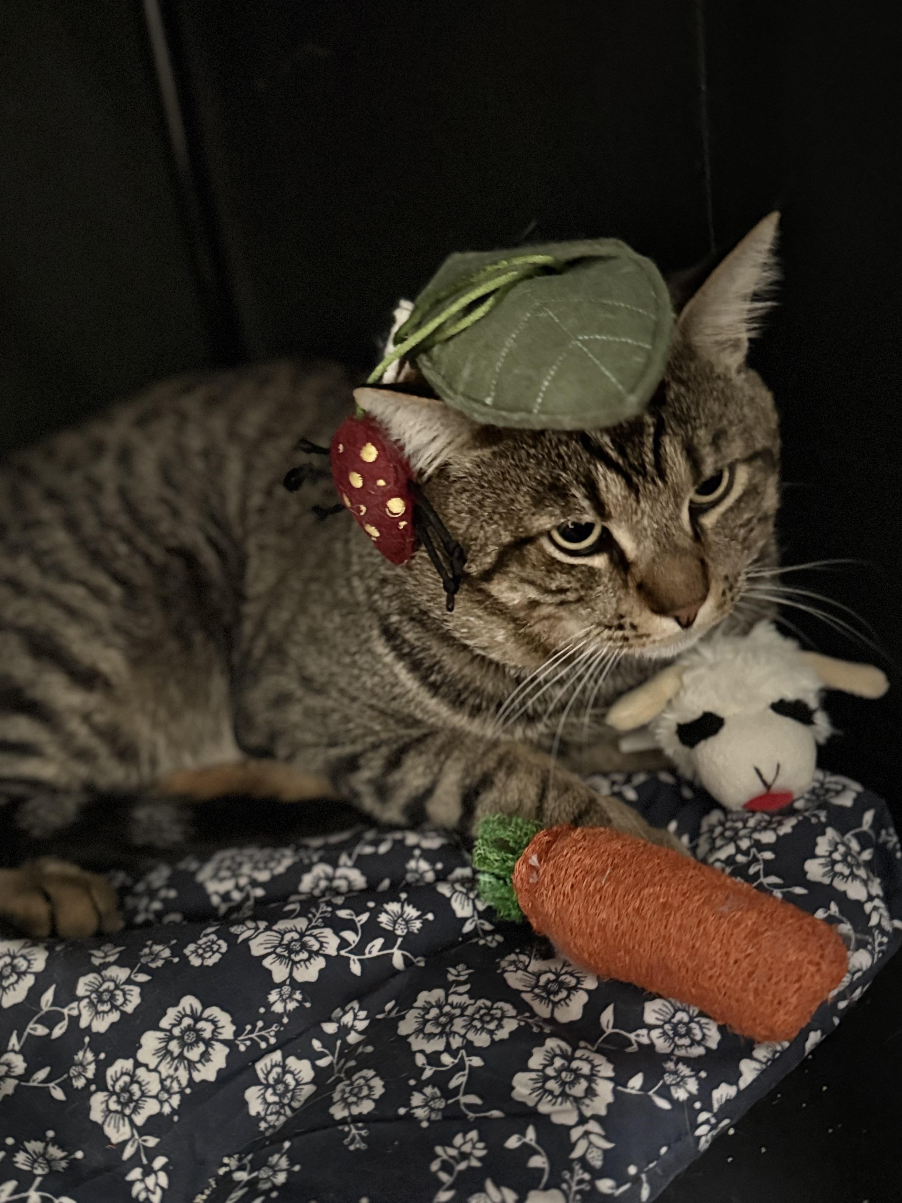 Jerry, a ADOPTABLE Tabby in Walnut, CA image 4/6