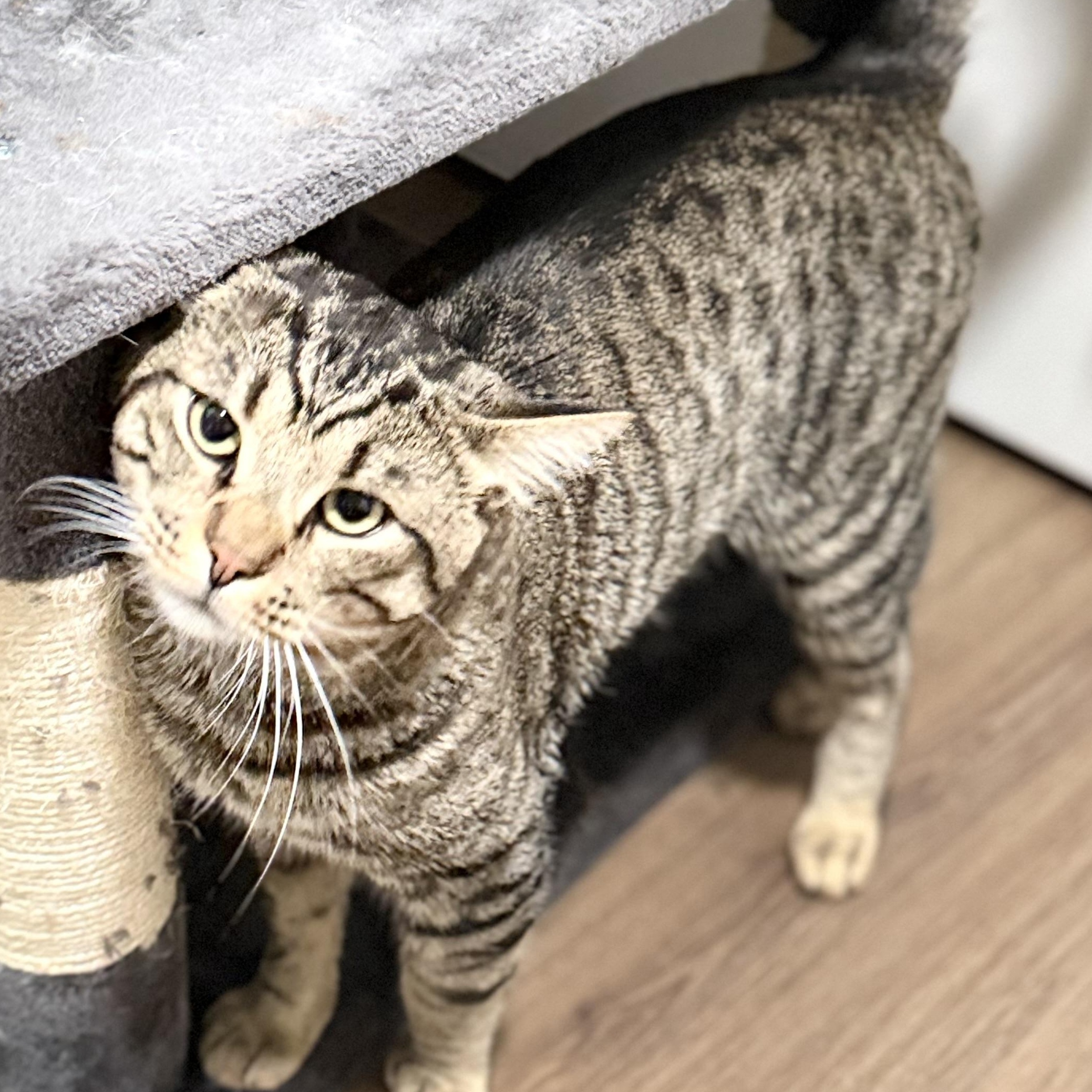 Jerry, a ADOPTABLE Tabby in Walnut, CA image 5/6