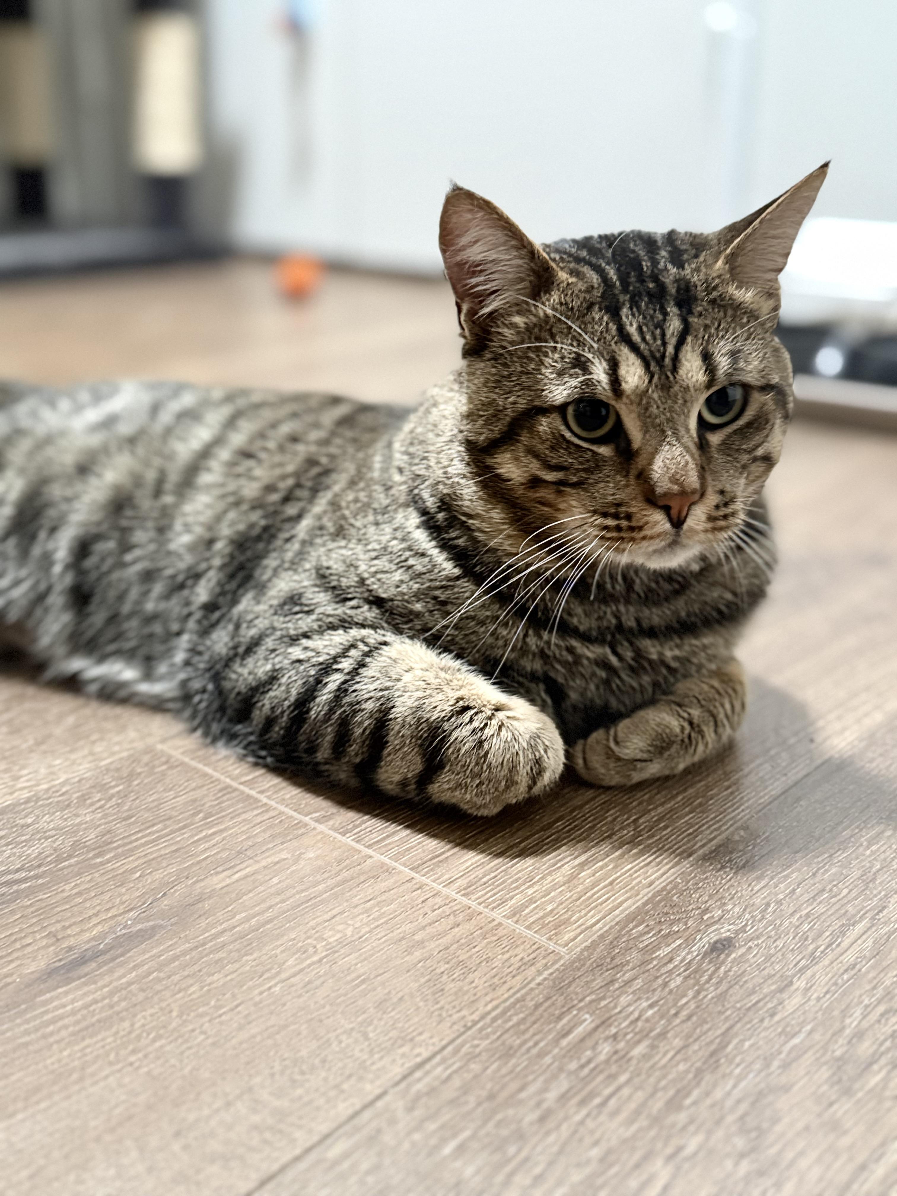 Jerry, a ADOPTABLE Tabby in Walnut, CA image 6/6