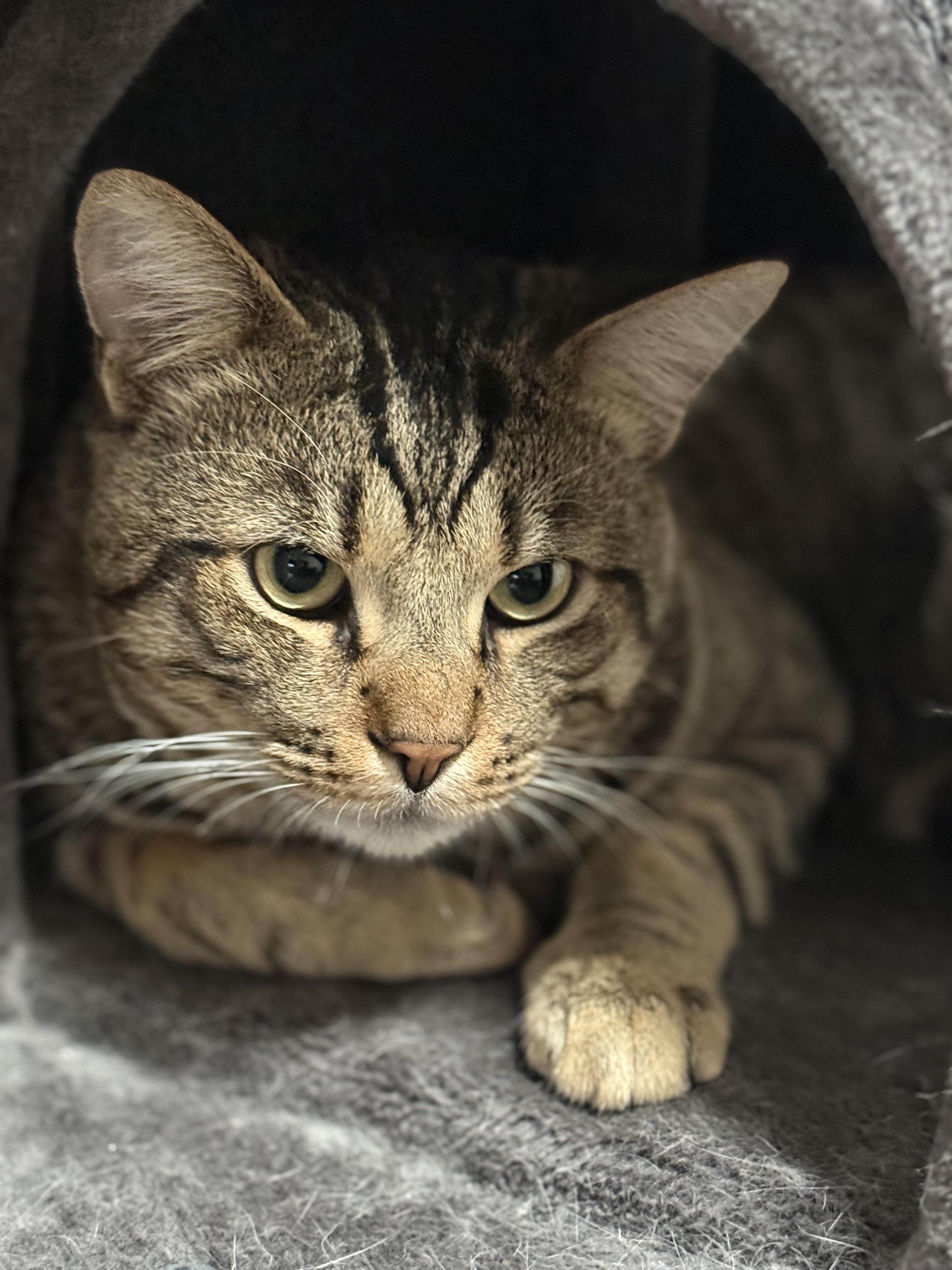 Jerry, a ADOPTABLE Tabby in Walnut, CA image 2/6