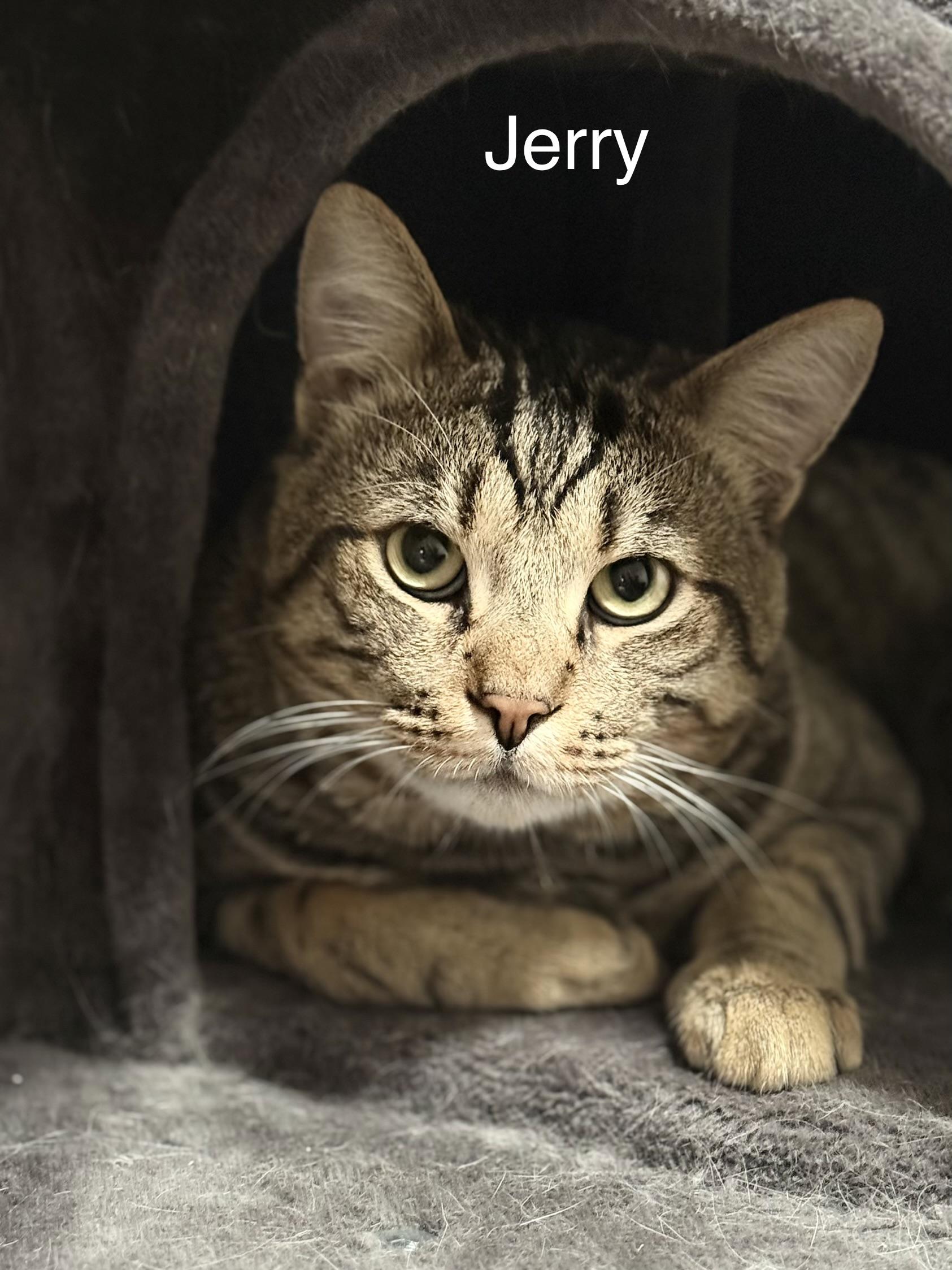 Jerry, a ADOPTABLE Tabby in Walnut, CA image 1/6