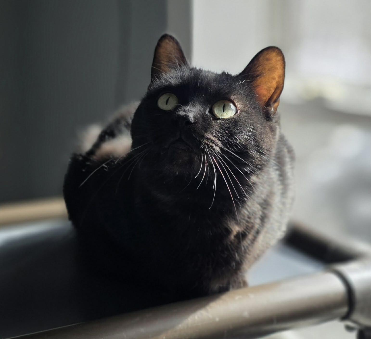 Kelli, Adoptable, Kitten Female Domestic Short Hair.