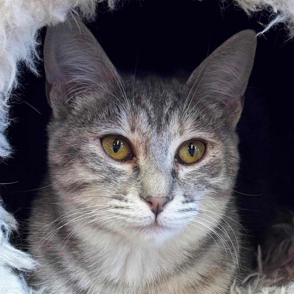 Enlarge Kiwi, a Adoptable Domestic Short Hair in Morgan Hill, CA image 1/1