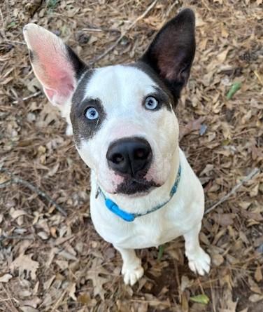 Reggie, ADOPTABLE, Adult Male Mixed Breed.