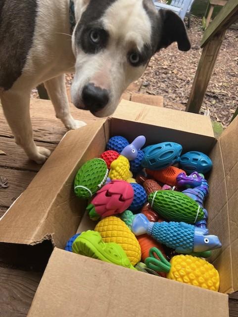 Reggie, a ADOPTABLE Mixed Breed in Marietta, GA image 4/5