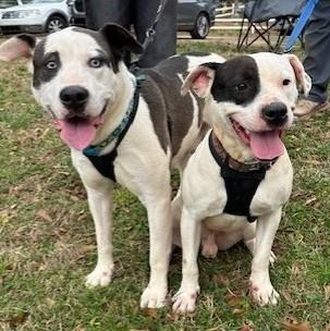 Reggie, a ADOPTABLE Mixed Breed in Marietta, GA image 5/5