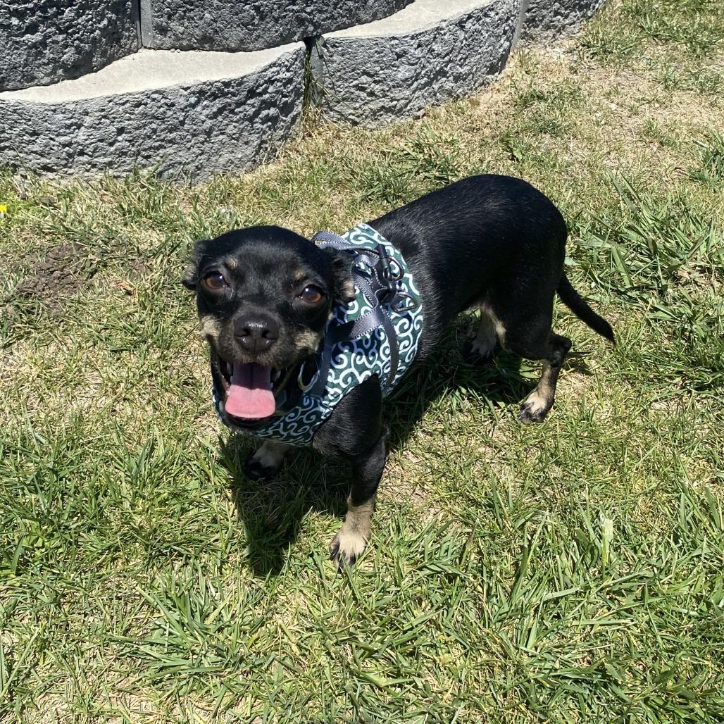 Wednesday, Adoptable, Adult Female Mixed Breed.