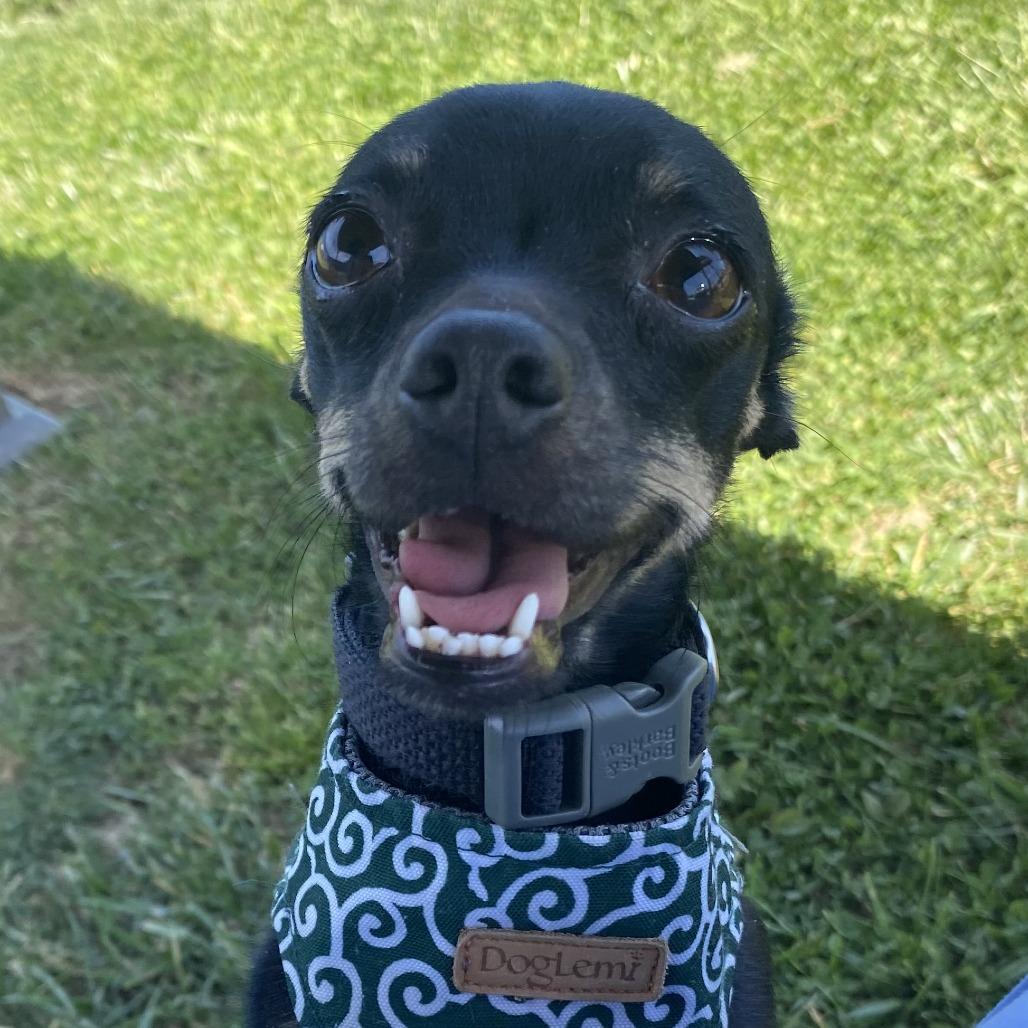 Enlarge Wednesday, a Adoptable Mixed Breed in Fletcher, NC image 2/5