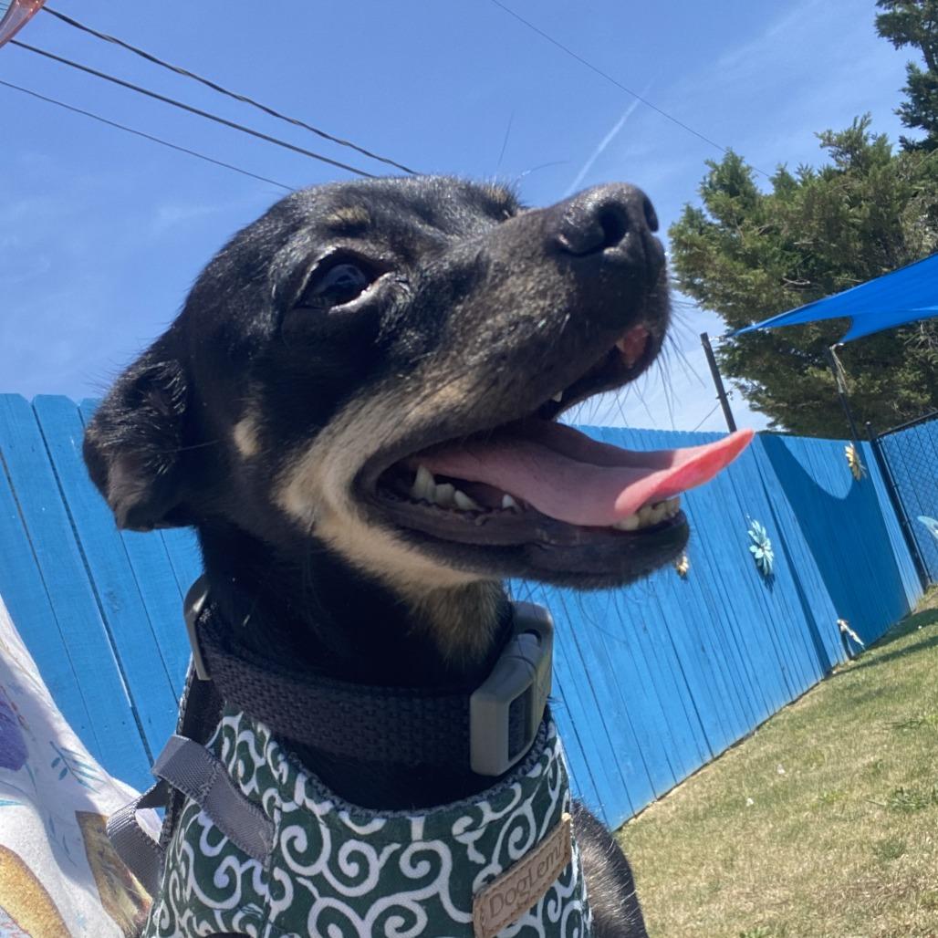 Enlarge Wednesday, a Adoptable Mixed Breed in Fletcher, NC image 4/5