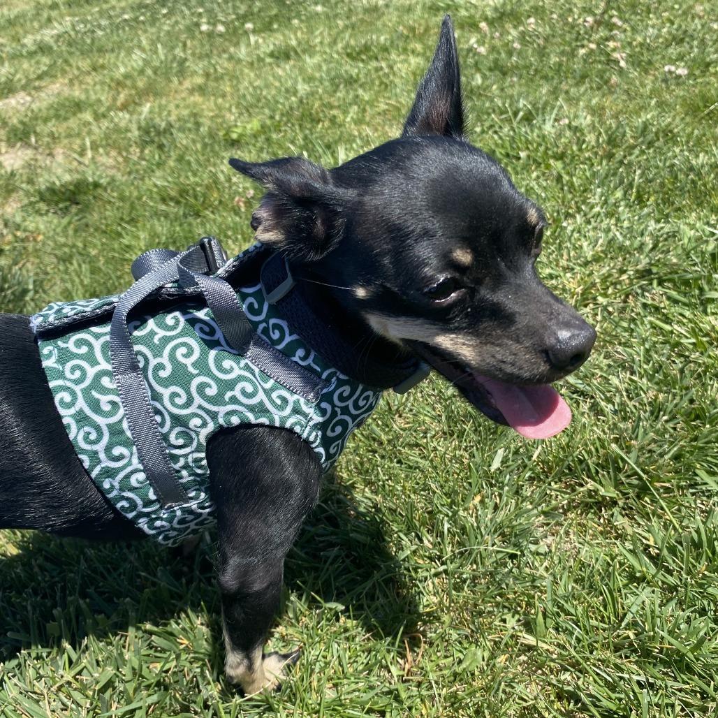 Enlarge Wednesday, a Adoptable Mixed Breed in Fletcher, NC image 5/5