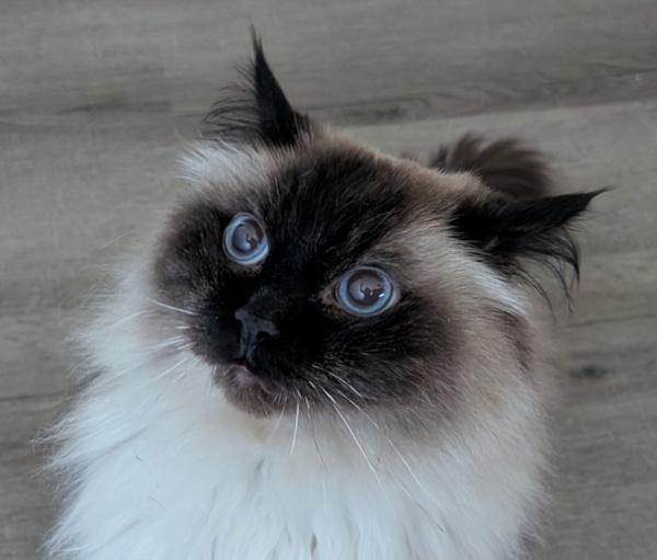 SILAS