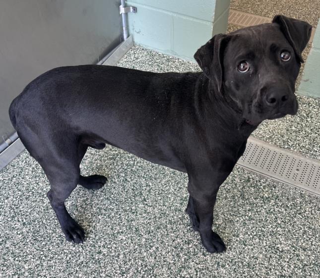 RON, Adoptable, Young Male Labrador Retriever & Mixed Breed.