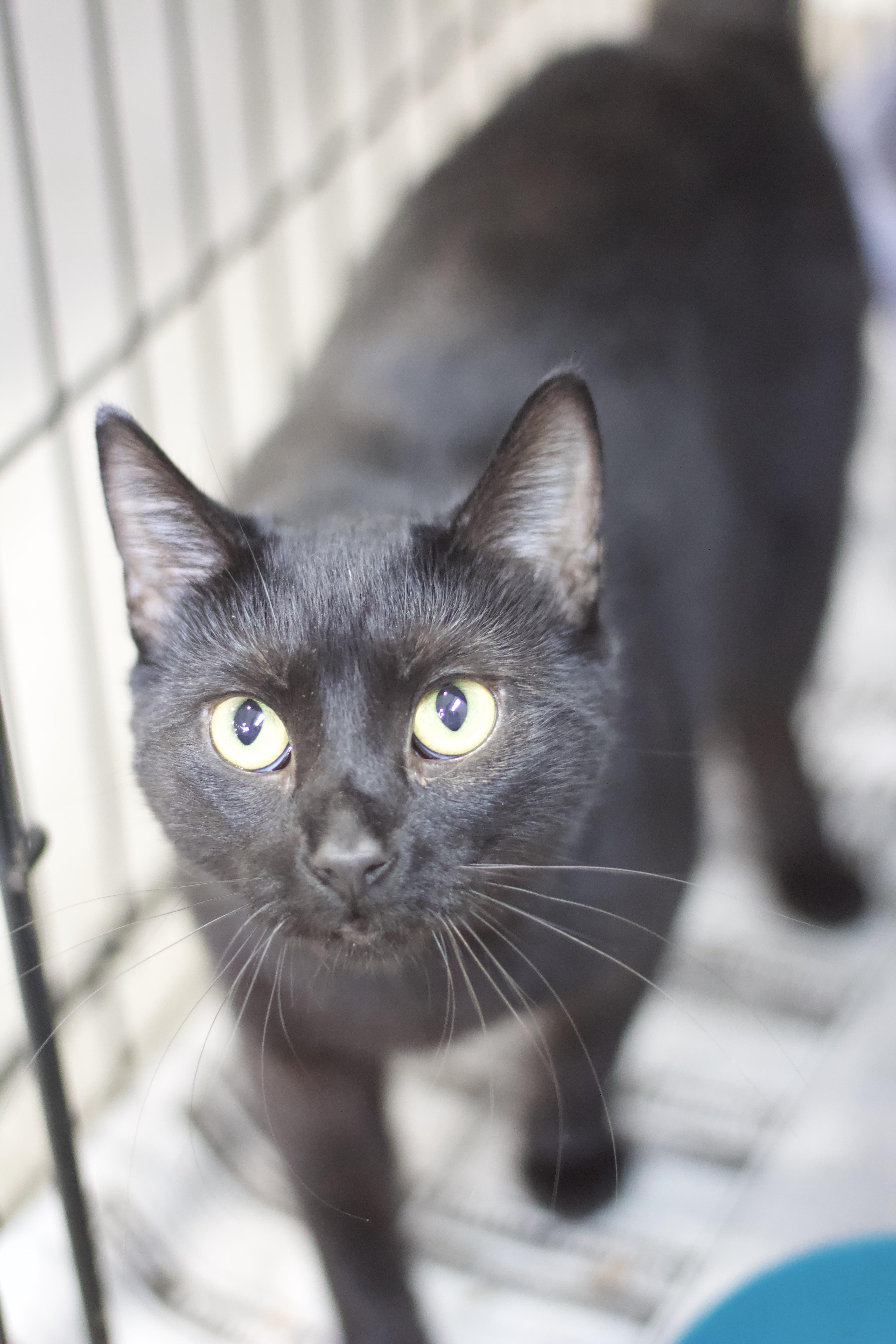 Wendy, Adoptable, Adult Female Domestic Short Hair.