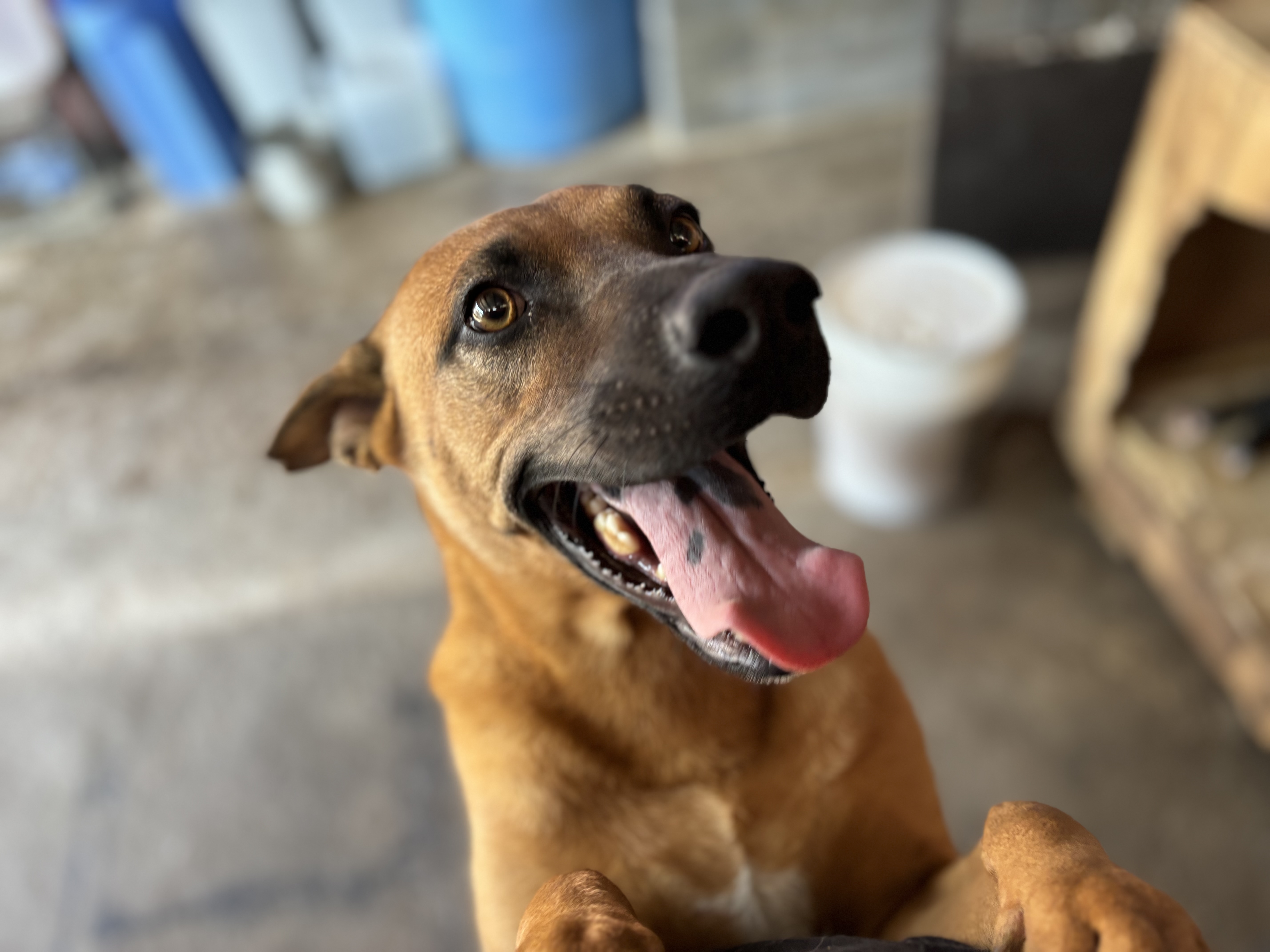 Enlarge Miel, a Adoptable mixed breed in Nogales, SON image 1/5