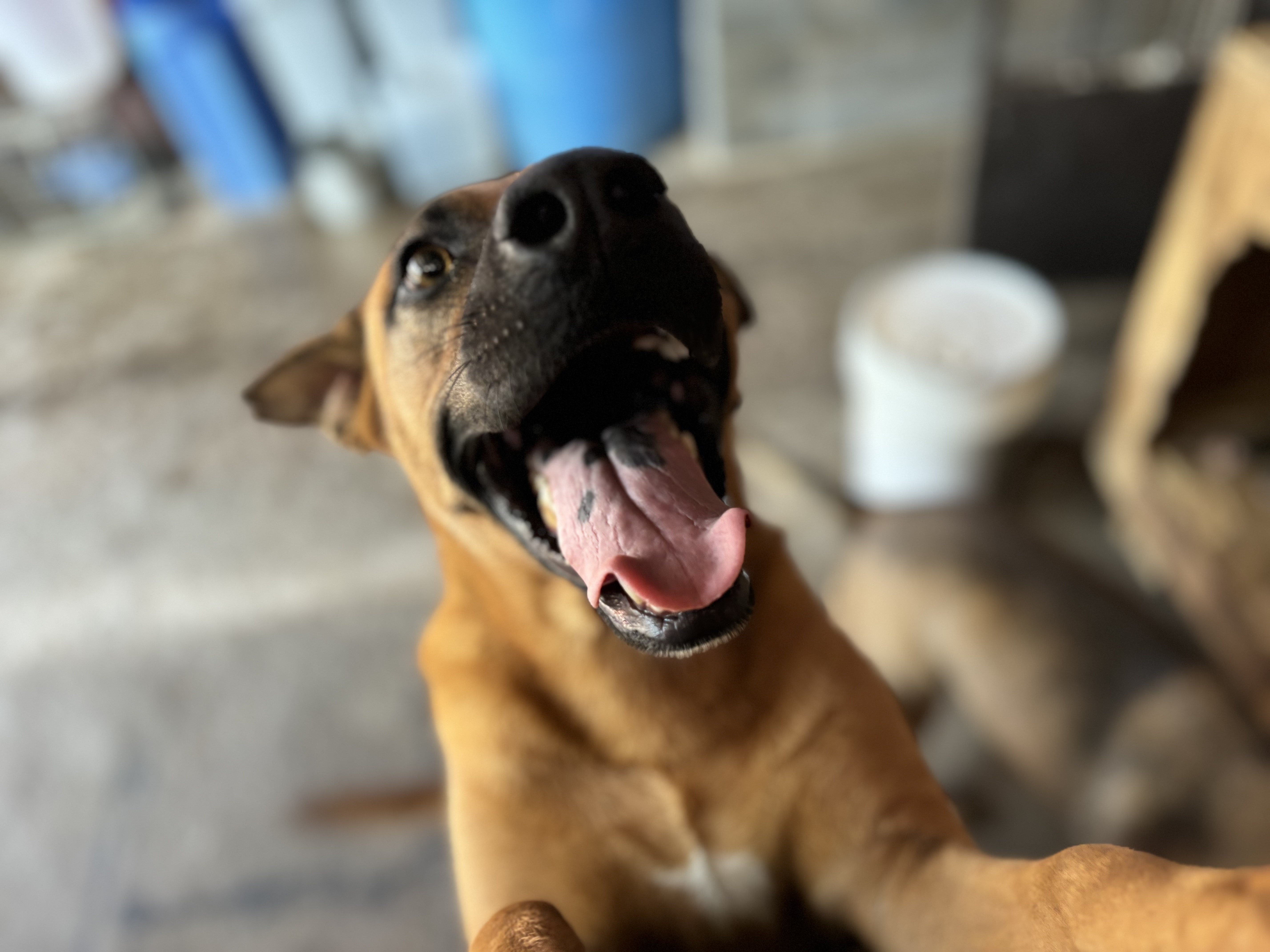 Miel, an adoptable Black Mouth Cur in Nogales, SON, 84093 | Photo Image 3