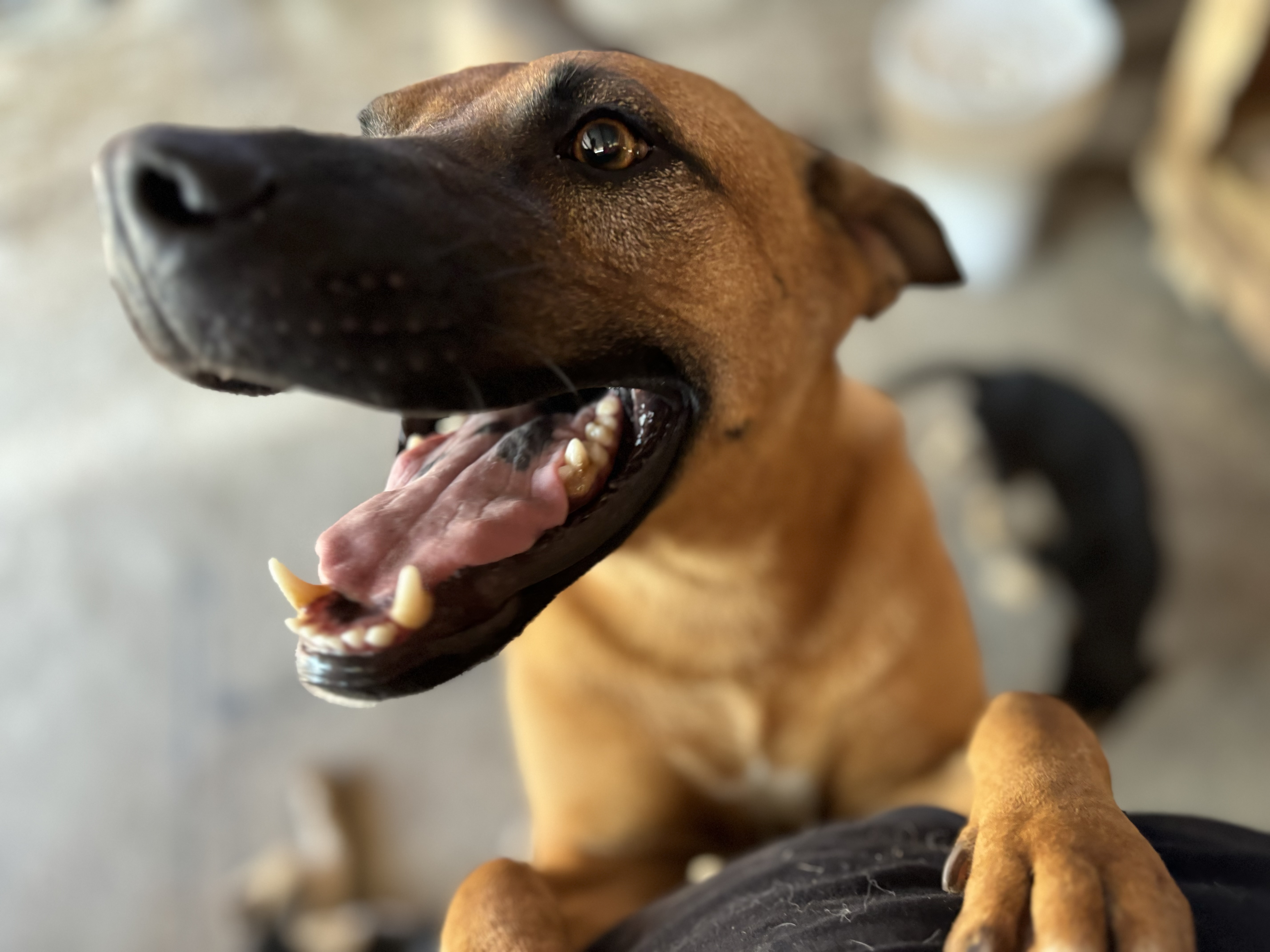 Miel, an adoptable Black Mouth Cur in Nogales, SON, 84093 | Photo Image 2