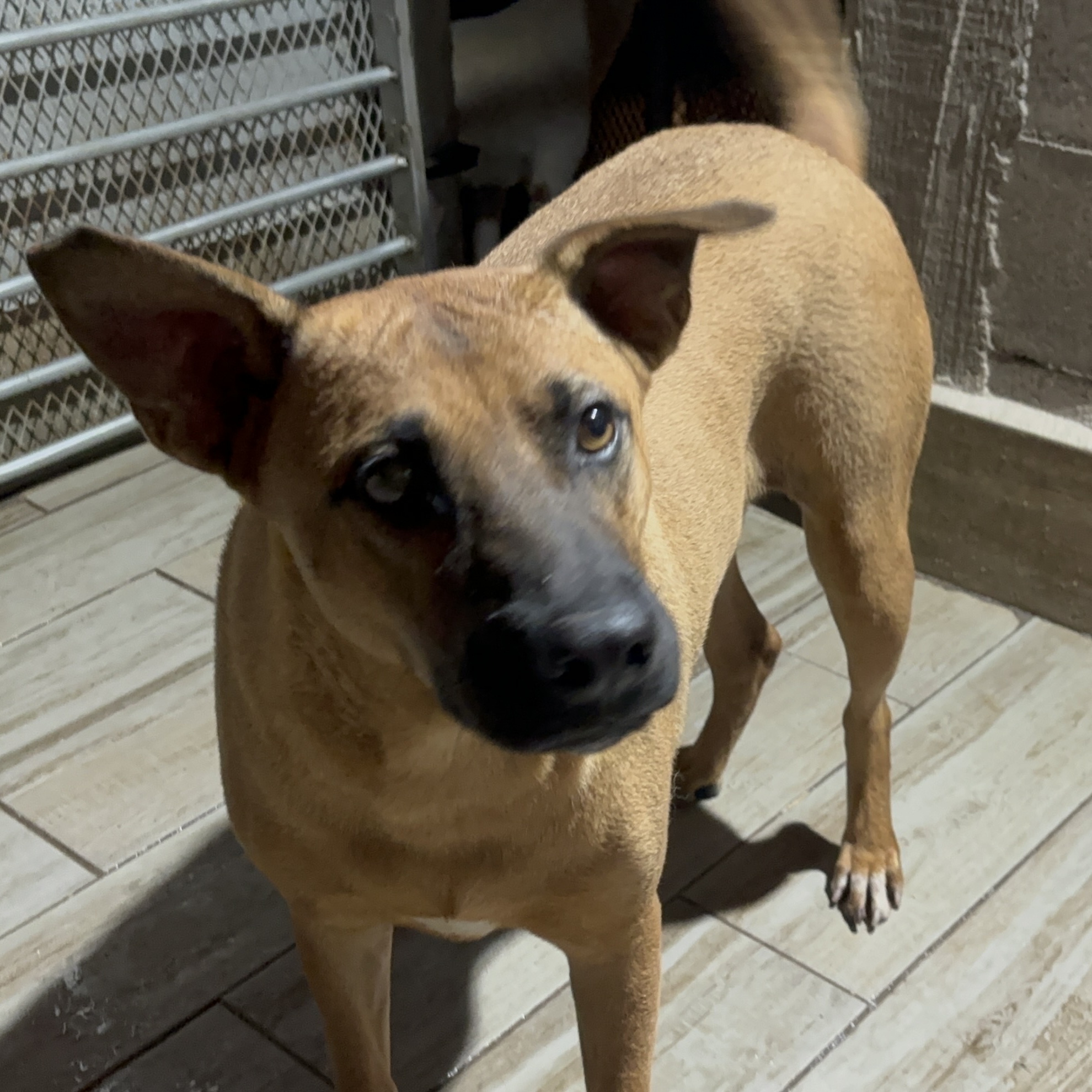 Miel, an adoptable Black Mouth Cur in Nogales, SON, 84093 | Photo Image 4