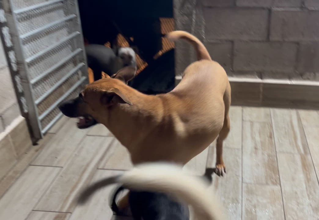 Enlarge Miel, a Adoptable mixed breed in Nogales, SON video 5/5