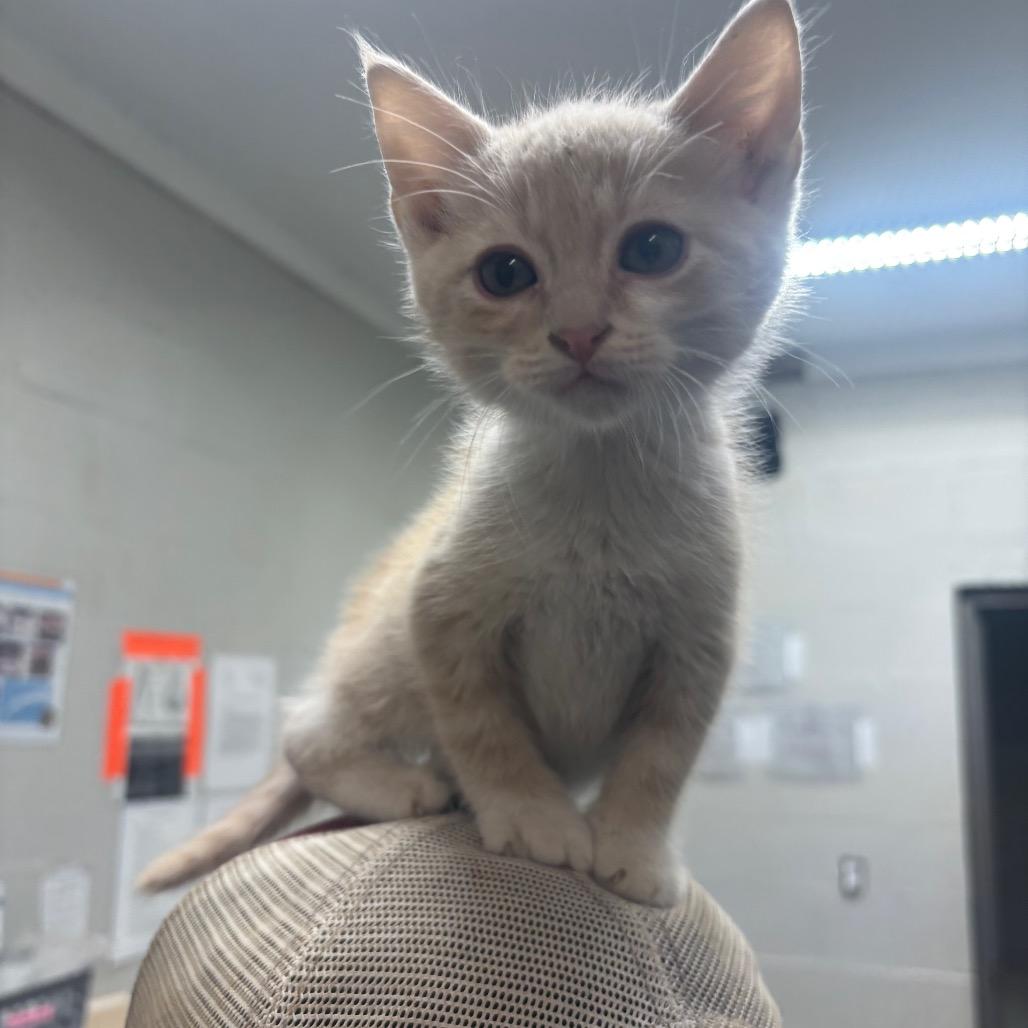 Enlarge Bert, a Adoptable Domestic Short Hair in Clanton, AL image 1/1