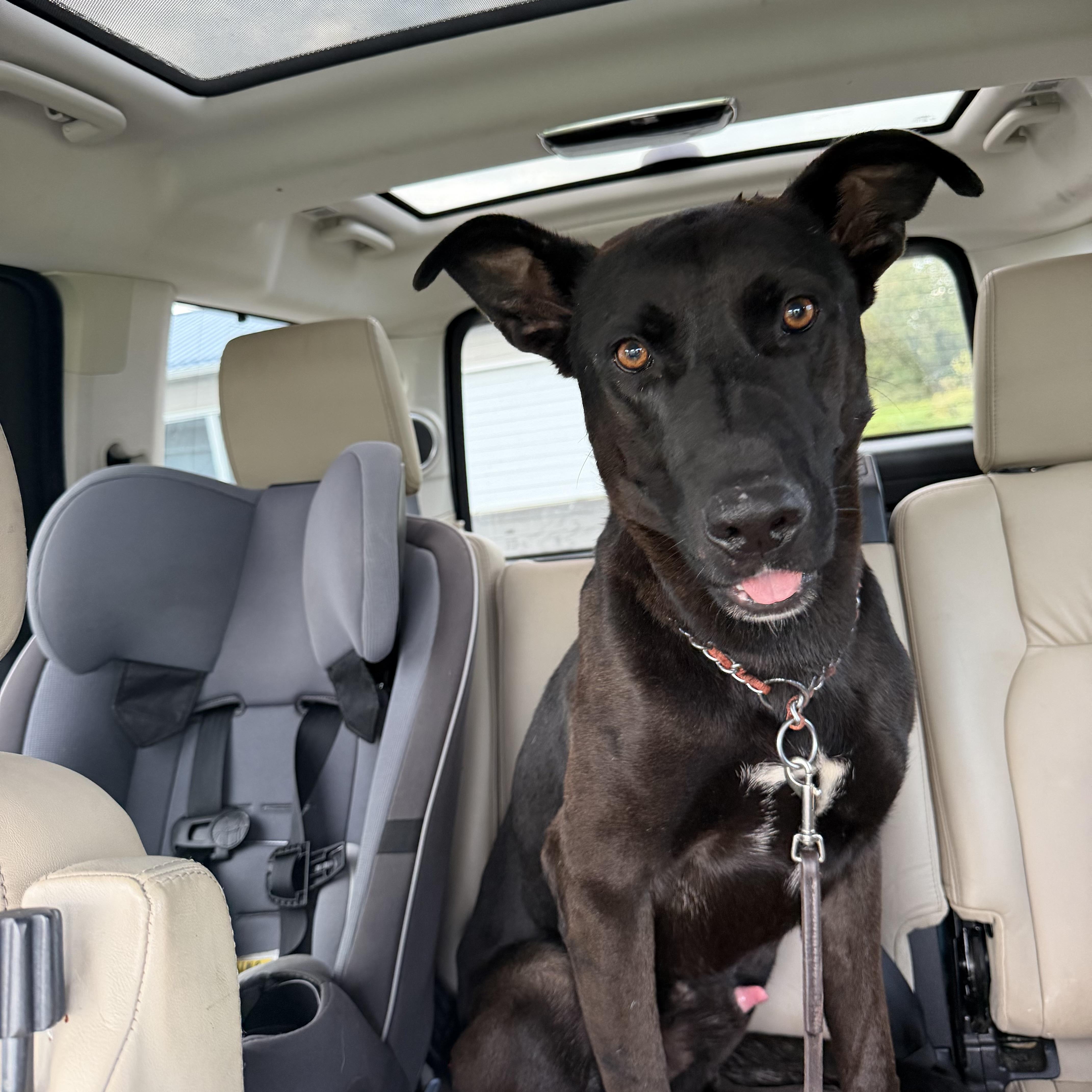 Enlarge Mars, a Adoptable mixed breed in SPRINGFIELD, OH image 2/2