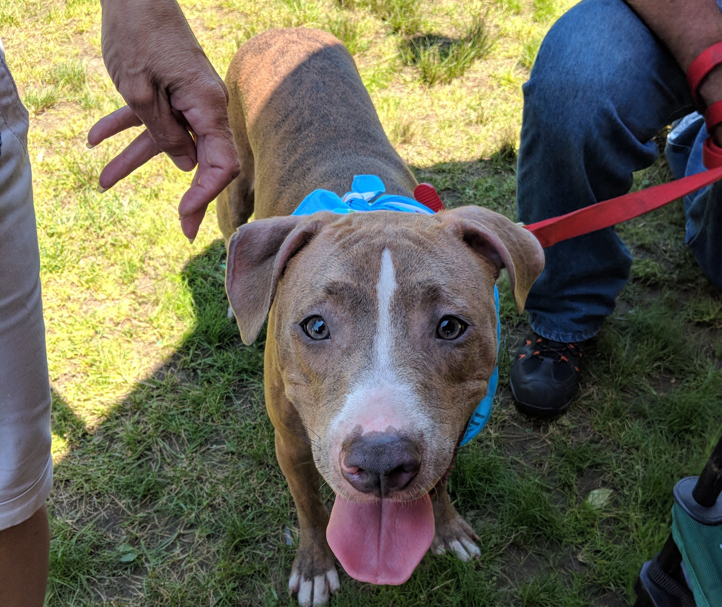 Enlarge Murphy, a Adoptable Pit Bull Terrier in Far Rockaway, NY image 1/6