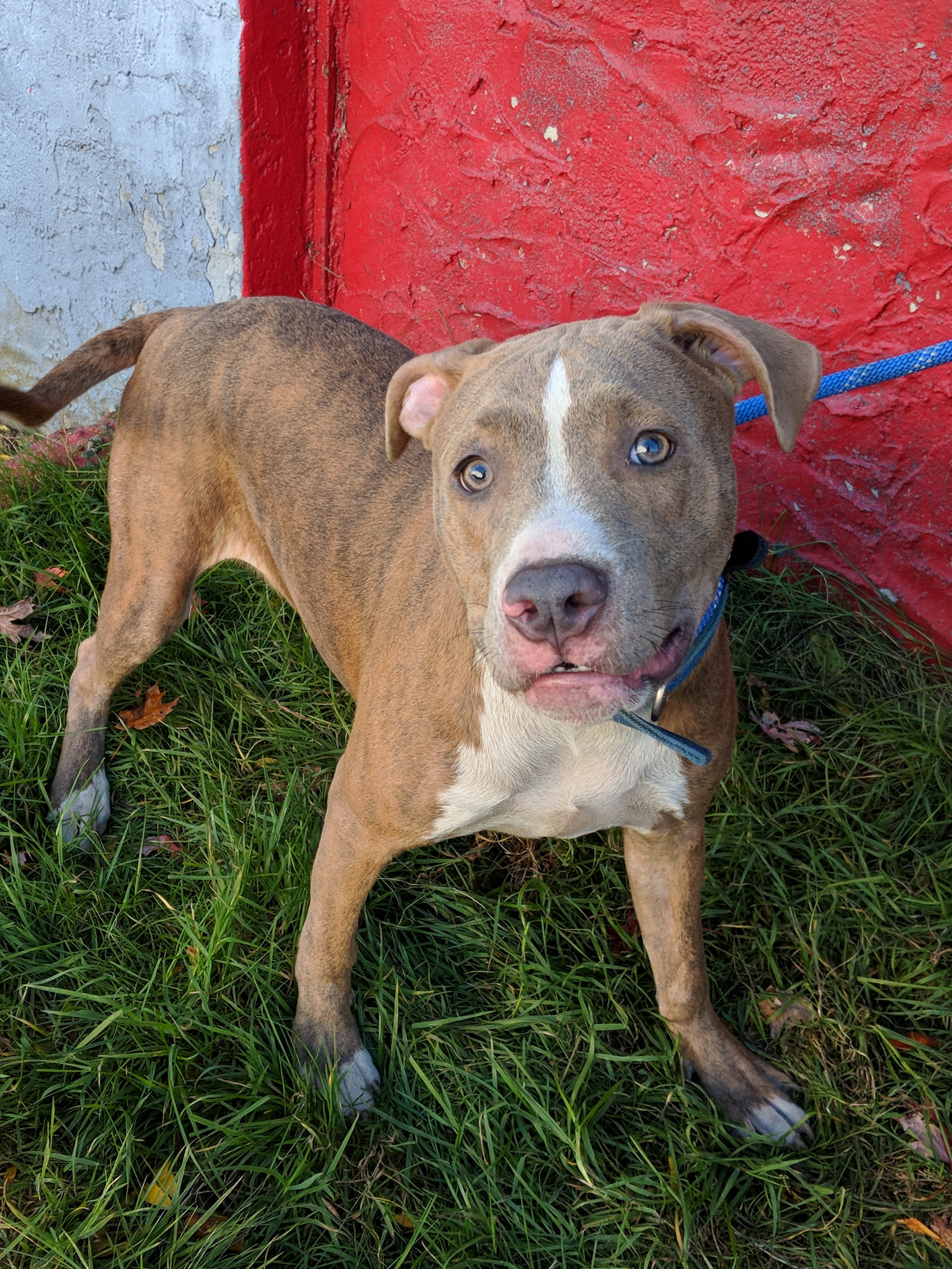 Enlarge Murphy, a Adoptable Pit Bull Terrier in Far Rockaway, NY image 2/6
