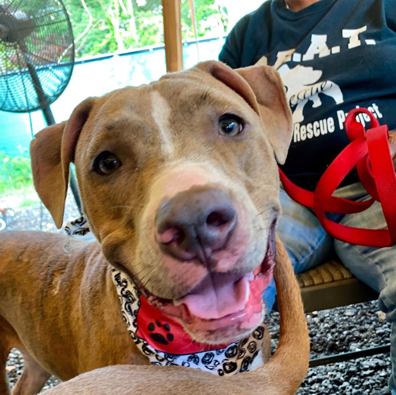 Enlarge Murphy, a Adoptable Pit Bull Terrier in Far Rockaway, NY image 3/6