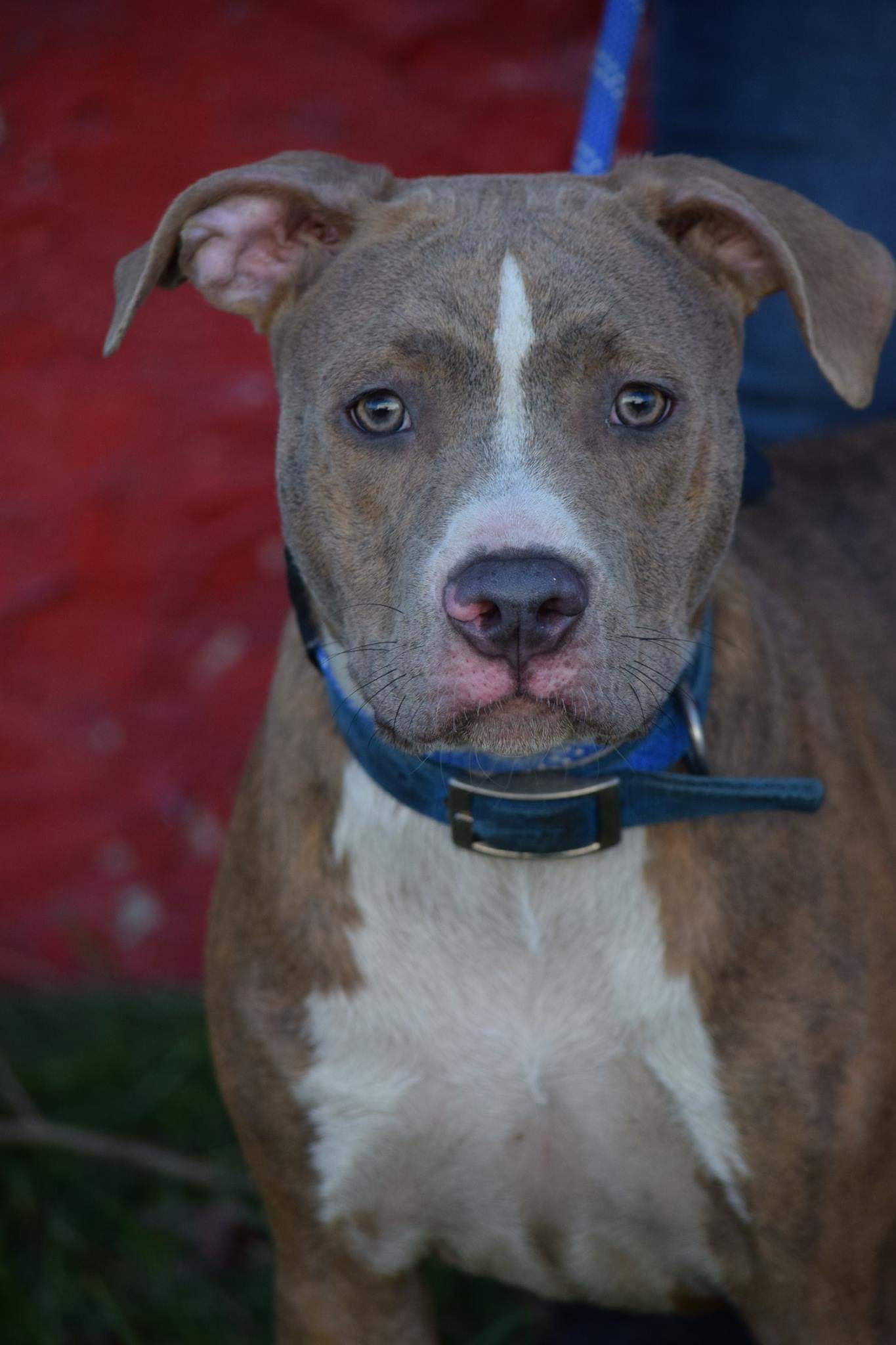 Enlarge Murphy, a Adoptable Pit Bull Terrier in Far Rockaway, NY image 4/6