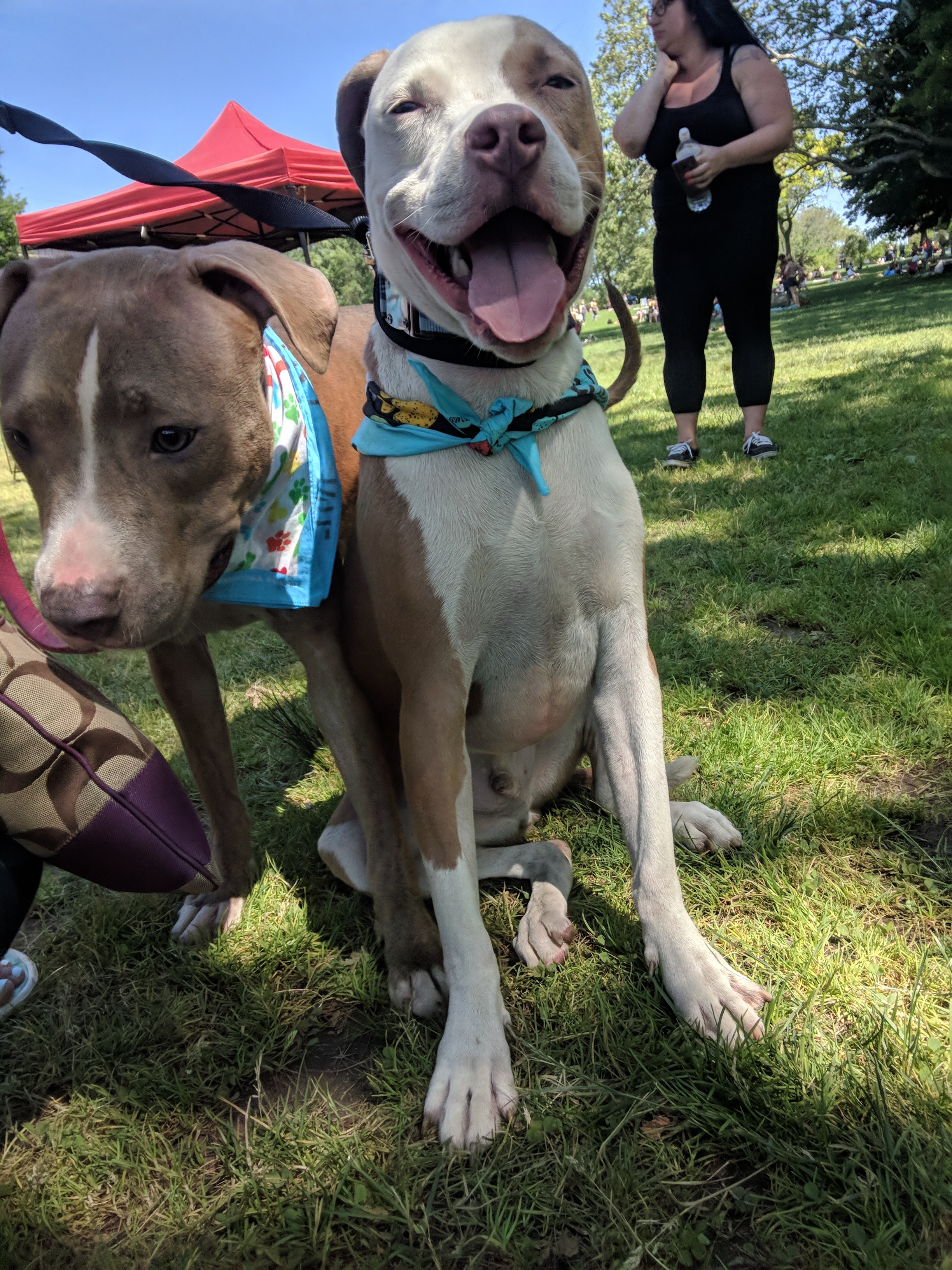 Enlarge Murphy, a Adoptable Pit Bull Terrier in Far Rockaway, NY image 5/6