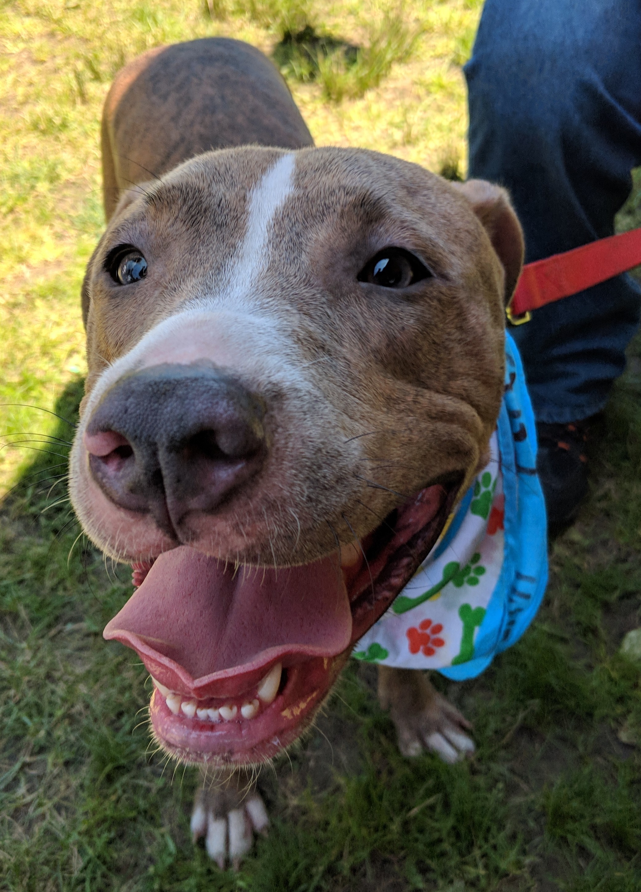 Enlarge Murphy, a Adoptable Pit Bull Terrier in Far Rockaway, NY image 6/6