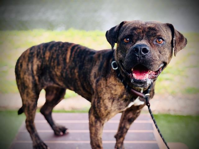 Enlarge MAGGIE, a Adoptable mixed breed in Orlando, FL image 1/1